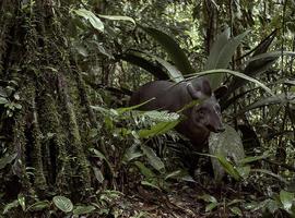 La tala indiscriminada de la selva es la principal amenaza del Yasuní 