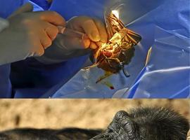 Una operación de cataratas devuelve la vista a Silvia, una abuela chimpancé 