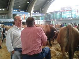Venta (PP) pide más ayudas para la ganadería asturiana
