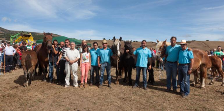 Más de 1.500 caballos en la feria de  ‘San Mateo, en Reinosa