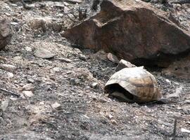 Las poblaciones de tortugas resisten incendios cada 30 años