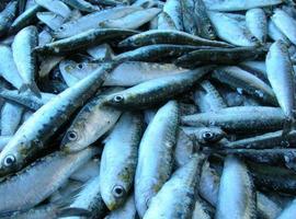 España consigue incrementar la cuota de anchoa en el Golfo de Vizcaya