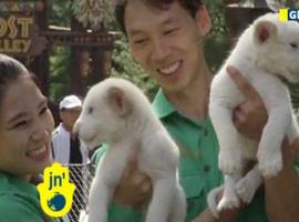 Nacen dos leones blancos en un zoológico de Yongin VÍDEO