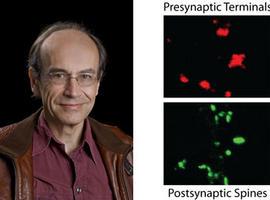 El Nobel de Medicina recae en tres expertos en fisiología celular