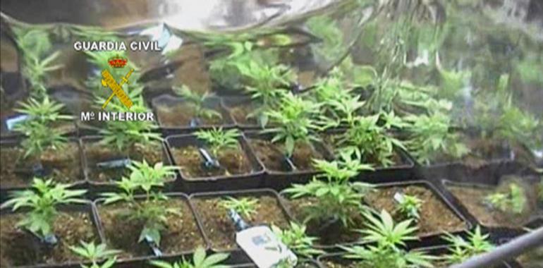 La Guardia Civil detiene a 15 personas y desmantela cuatro “plantaciones indoor” de marihuana
