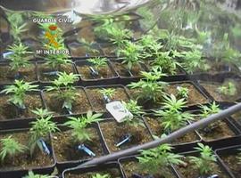 La Guardia Civil detiene a 15 personas y desmantela cuatro “plantaciones indoor” de marihuana