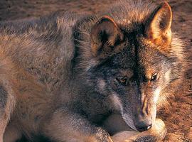 32 lobos abatidos en Asturias durante el año