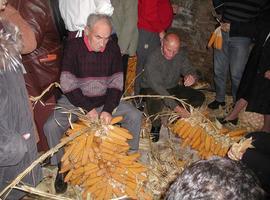 La cultura del maíz en el Esfoyón de Navelgas