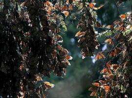 Alarma ante la drástica reduccion de ejemplares de mariposa Monarca en su llegada a México