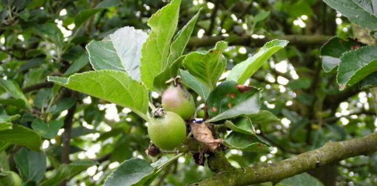 Jornada sobre Nuevas plantaciones de manzano y otros frutales