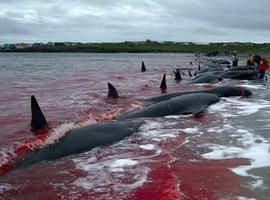 Mueren 10 ballenas en aguas bajas al sureste de Estados Unidos y peligran 40 más