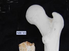 El equipo investigador de Atapuerca halla un fragmento de fémur en la Sima de los Huesos