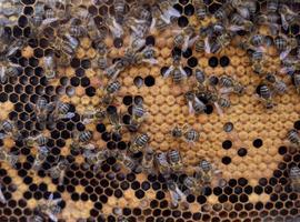 El temor a la avispa asiática crece entre los apicultores de Cangas del Narcea