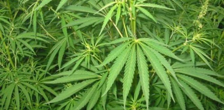 Uruguay podría exportar marihuana con trazabilidad a Canadá y otros países  