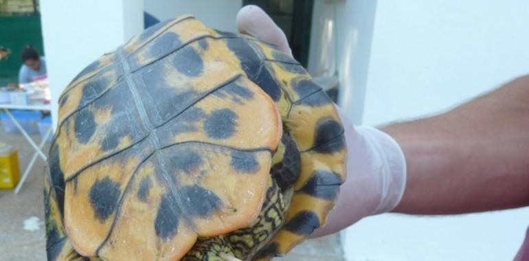 Las tortugas de los humedales pueden transmitir la Salmonella a los humanos