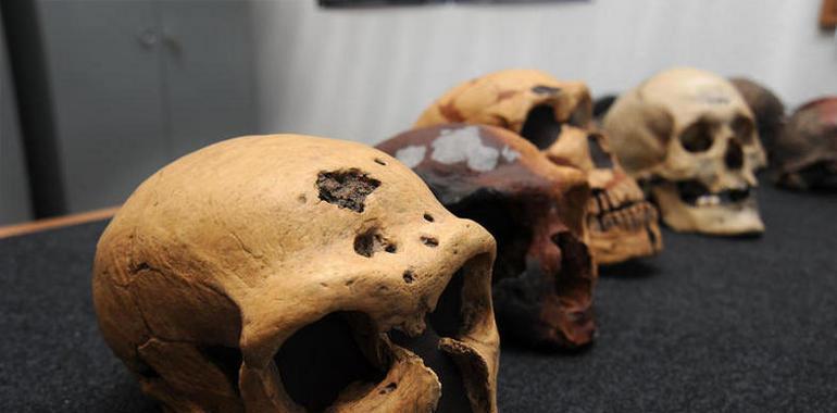 La supremacía numérica del Homo sapiens provocó la desaparición de los neandertales 