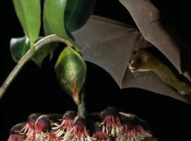 La planta que ‘llama’ a los murciélagos