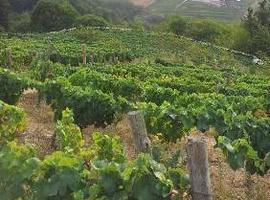Apoyo parlamentario a los vinos de Cangas y sus instituciones reguladoras