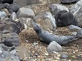 La foca recogida en Ribadesella no logra sobrevivir