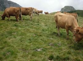 El material genético de la Asturiana de los Valles (Roxa) sigue a buen recaudo