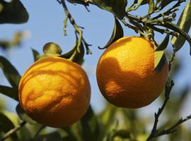 Investigadores del CSIC logran naranjas la mar de antioxidantes 