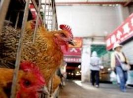 Aumenta la incidencia de enfermedades de transmisión animal por la subida del IVA