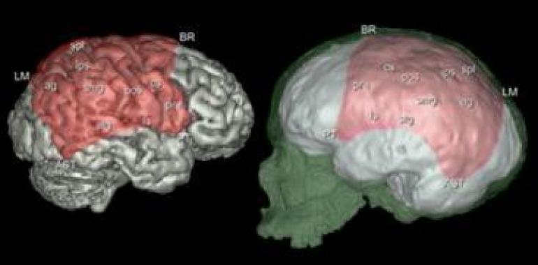 La evolución de los huesos parietales se relaciona con cambios cerebrales en el género Homo