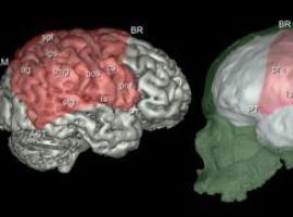 La evolución de los huesos parietales se relaciona con cambios cerebrales en el género \Homo\