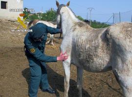 La Guardia Civil inmoviliza los animales de una explotación ganadera