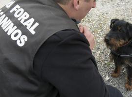 Nueve kilos de jagd terrier convertidos en super perro policía