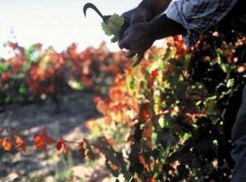 Calificada como ‘Buena’ la cosecha 2013 de Rioja