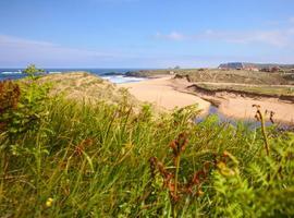 Europa financia la recuperación de la biodiversidad en las dunas de Asturias