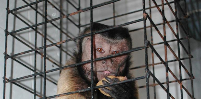 La Guardia Civil detiene al propietario de un Zoo por tráfico de especies protegidas        