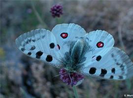 Aragón pide colaboración en una campaña de avistamiento de la mariposa apolo