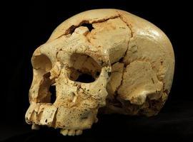 Humano neandertal