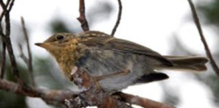 En marcha un programa de seguimiento de las aves comunes en la Red de Parques Nacionales 