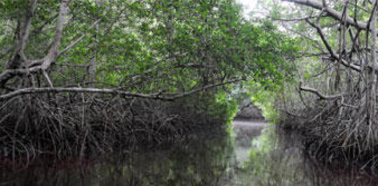 Semarnat apoya la protección de humedales del Pacífico mexicano 