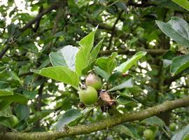 Galicia investiga la caracterización genética de los perales y manzanos autóctonos 