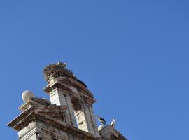 111 parejas reproductoras de cigüeña blanca avecinan en Alcalá de Henares
