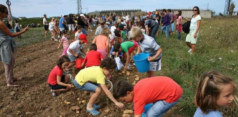 Los neños aprenden a recoger patatas según el método tradicional