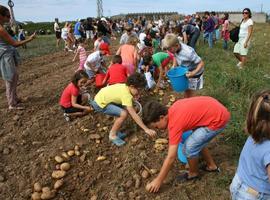 Los neños aprenden a recoger patatas según el método tradicional