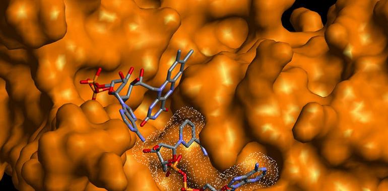 Los Nobel de Química 2009 presentan la estructura nuclear del Ribosoma
