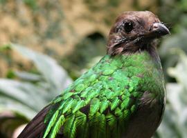 Nacen quetzales en UMA del Estado de México: Semarnat 