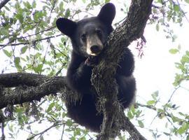 México fomenta la conservación del oso negro 