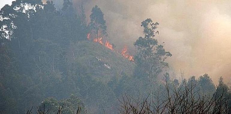#FORO alerta de la extinción del #sector #forestal asturiano ante el abandono del Gobierno