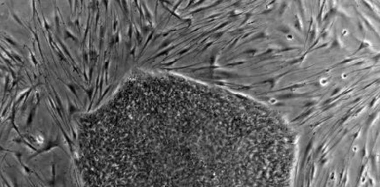 La super #célula #madre abre nuevas vías a la medicina regenerativa