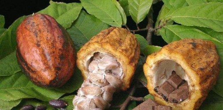 #Ecuador se alza entre los cinco mayores #productores de #cacao del mundo  