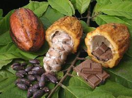 #Ecuador se alza entre los cinco mayores #productores de #cacao del mundo  