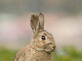 Autorizan la caza de conejos para evitar daños en la agricultura 