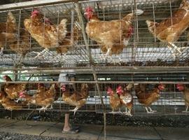 FAO advierte sobre nueva amenaza de gripe aviar